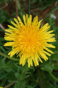 May yellow a yellow flower