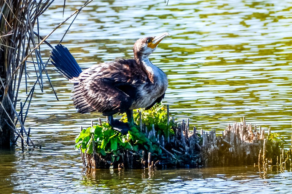 Corvo-marinho-de-faces-brancas (Phalacrocorax carbo)