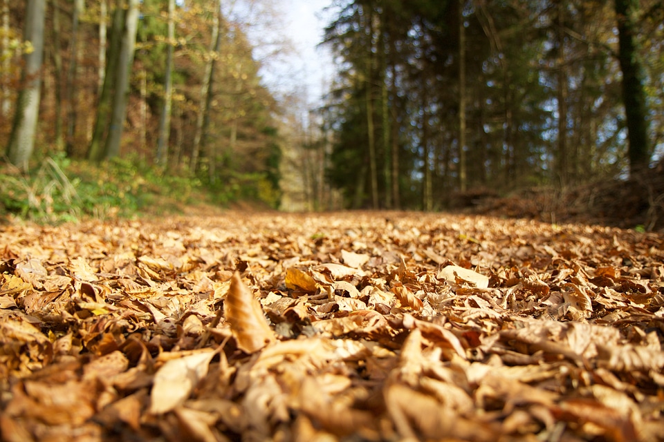 Forest path autumn fall leaves