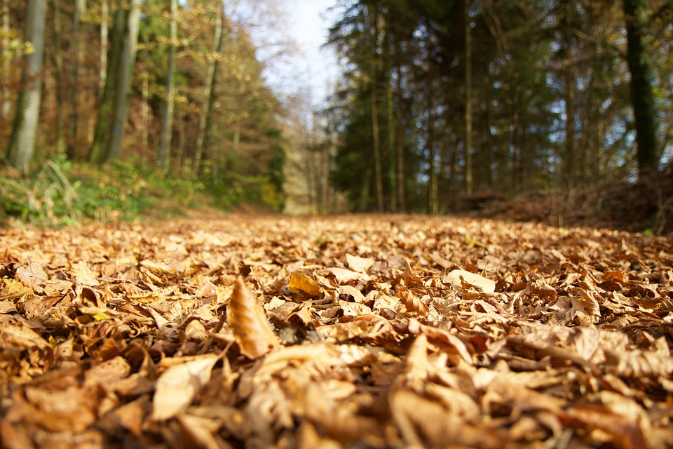 Forest path autumn fall leaves photo