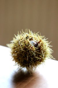 CAMILLE MORENOS- virus marron