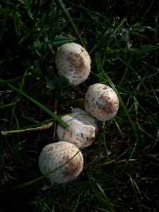 2016-11-01-0272
