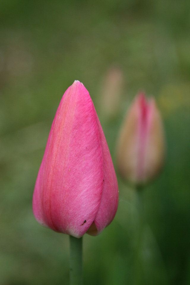 Pink bud gentle
