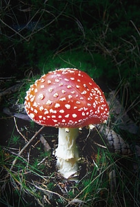 Autumn toxic screen fungus photo