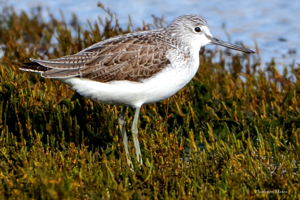 Perna-verde-comum Tringa nebularia
