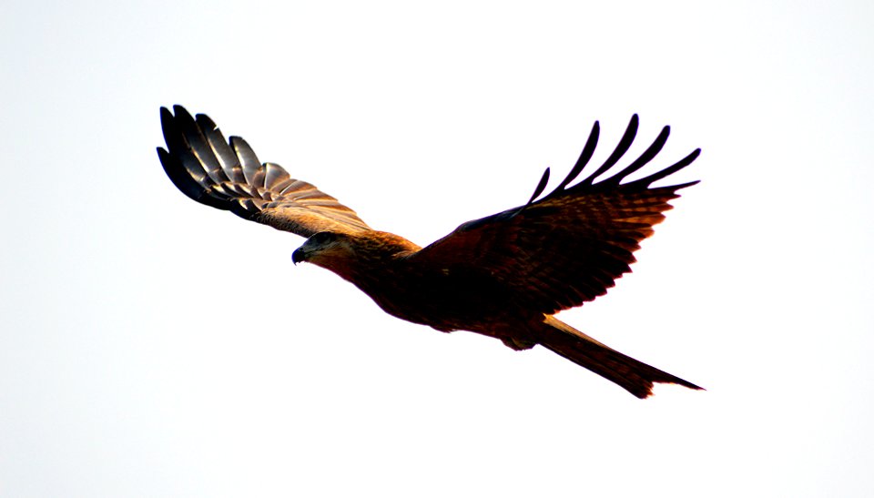 Nepali golden eagle LAT: Aquila chrysaetos Nepali Name: सुपर्ण महाचील Suparna Mahacheel