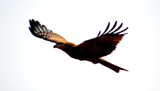 Nepali golden eagle LAT: Aquila chrysaetos Nepali Name: सुपर्ण महाचील Suparna Mahacheel photo