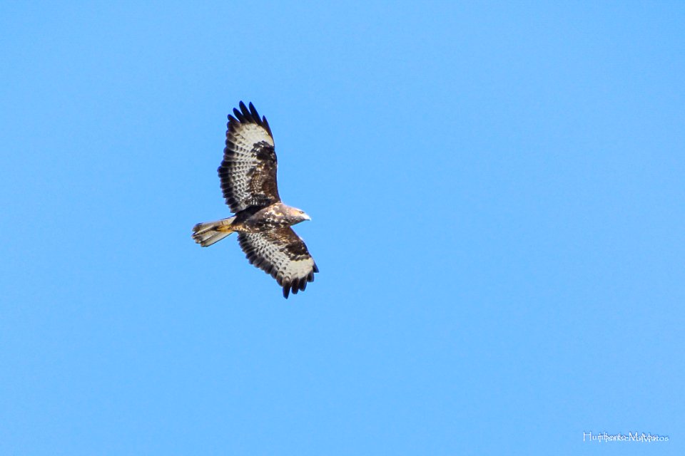 Aguia-de-asa-redonda ou Bútio-comum  (Buteo buteo)