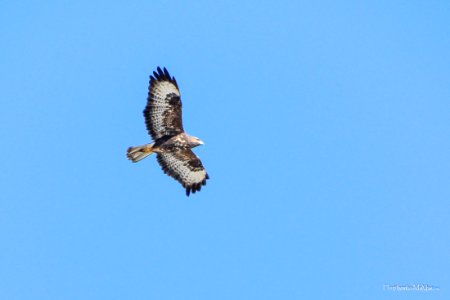 Aguia-de-asa-redonda ou Bútio-comum  (Buteo buteo)