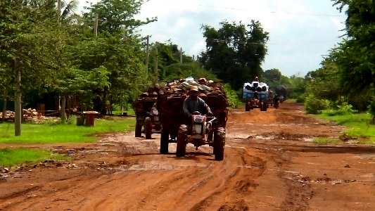 Looting of luxury wood