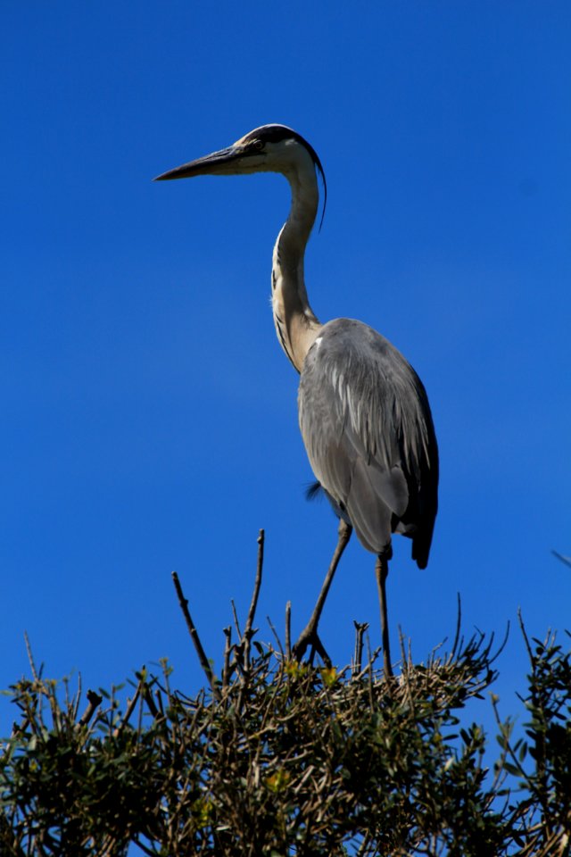 Stéphanie Baumard - Héron cendré adulte (Ardea cinerea Linnaeus)  - Camargue