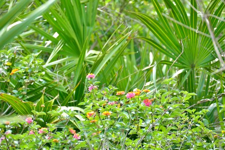 03-16-21-Pretty flowers-Hannah Park- Mayport PolesP1880749