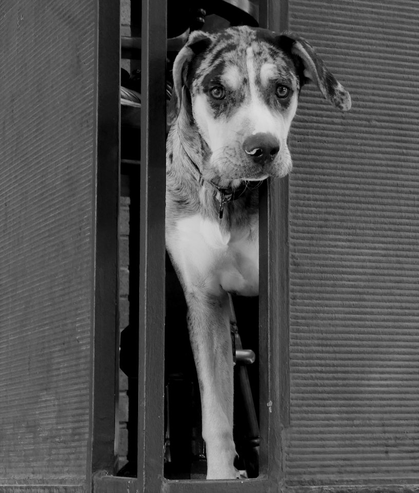 Unhappy Balcony Dog