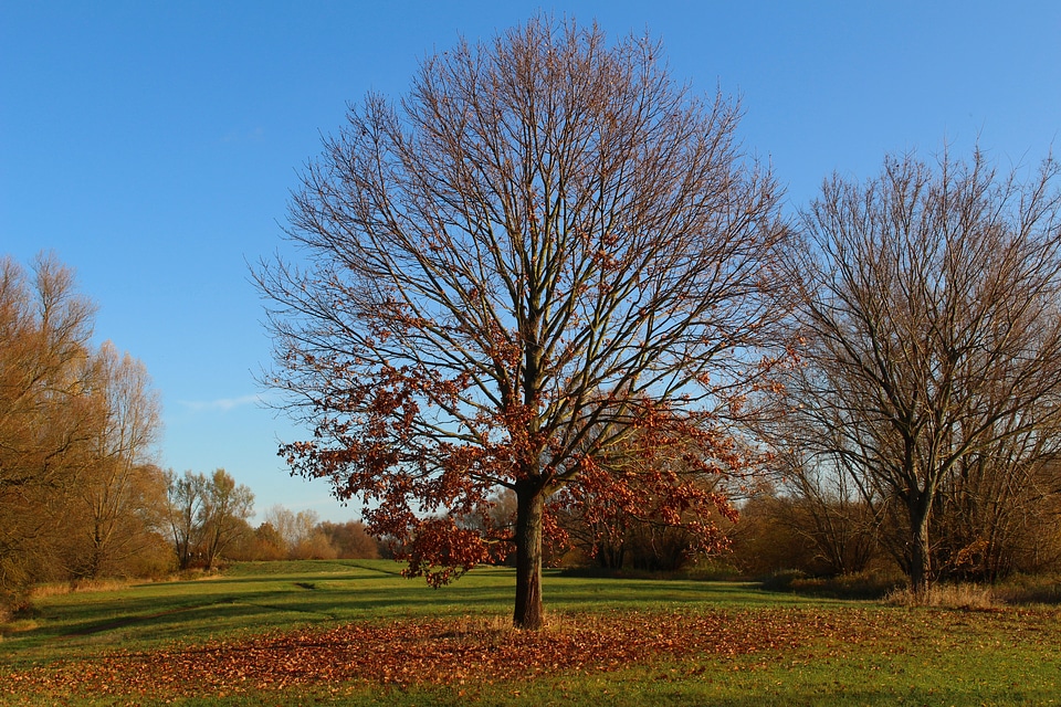 Sun fall leaves away