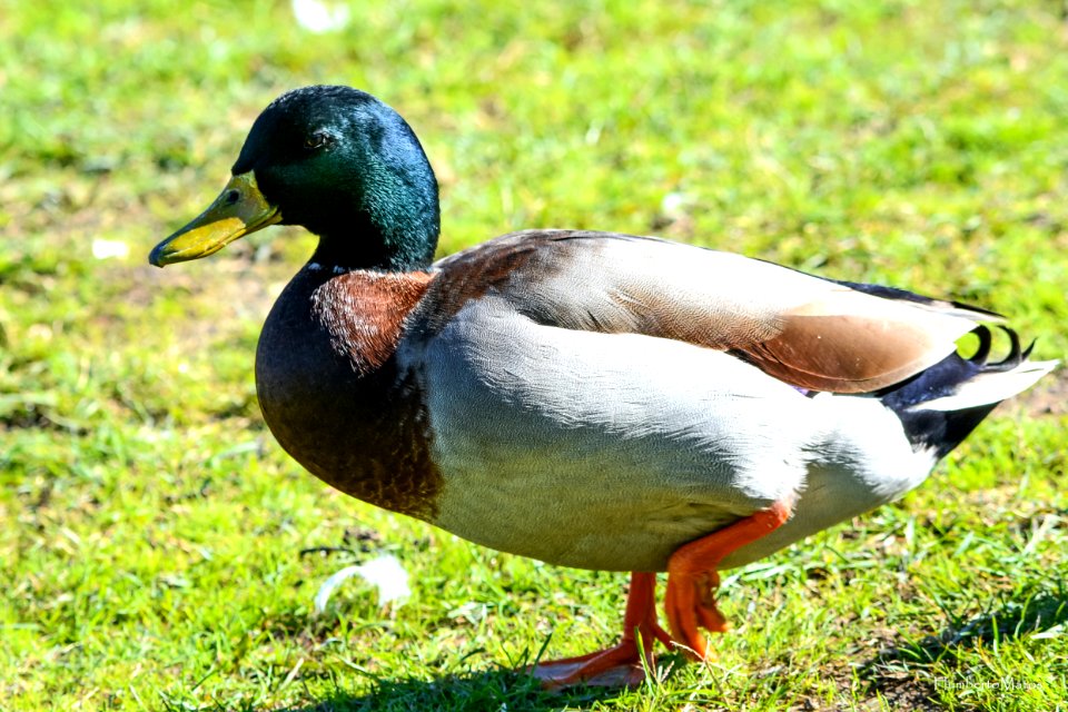 Pato-real Anas platyrhynchos