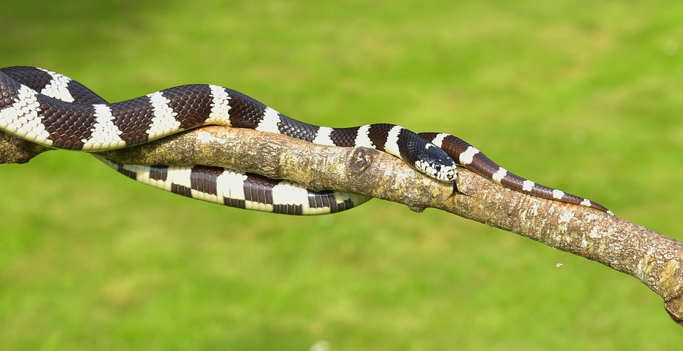 King snake lampropeltis getula californiae black and white