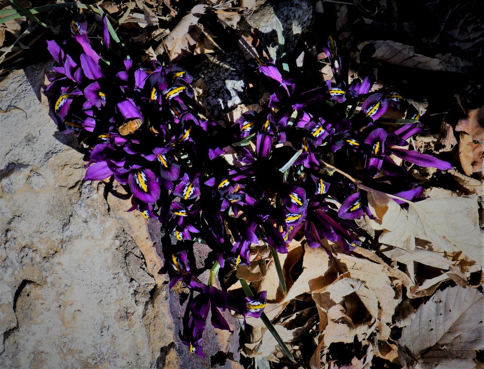 Cluster of Dwarf Iris with Bees