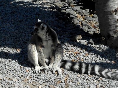 Lemur photo