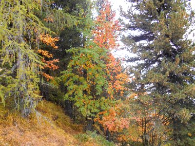 Sud Tyrol autumn photo