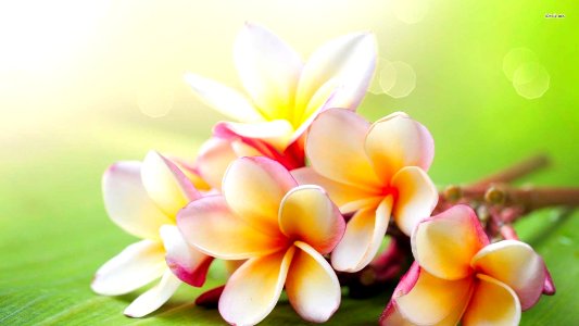 Orange Shade Plumeria Flowers