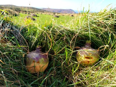 Hop tu Naa turnip lantern (Hayley Corlettbrophy 2019a) photo