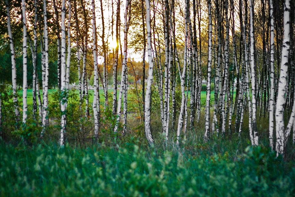 Forest woods sunset
