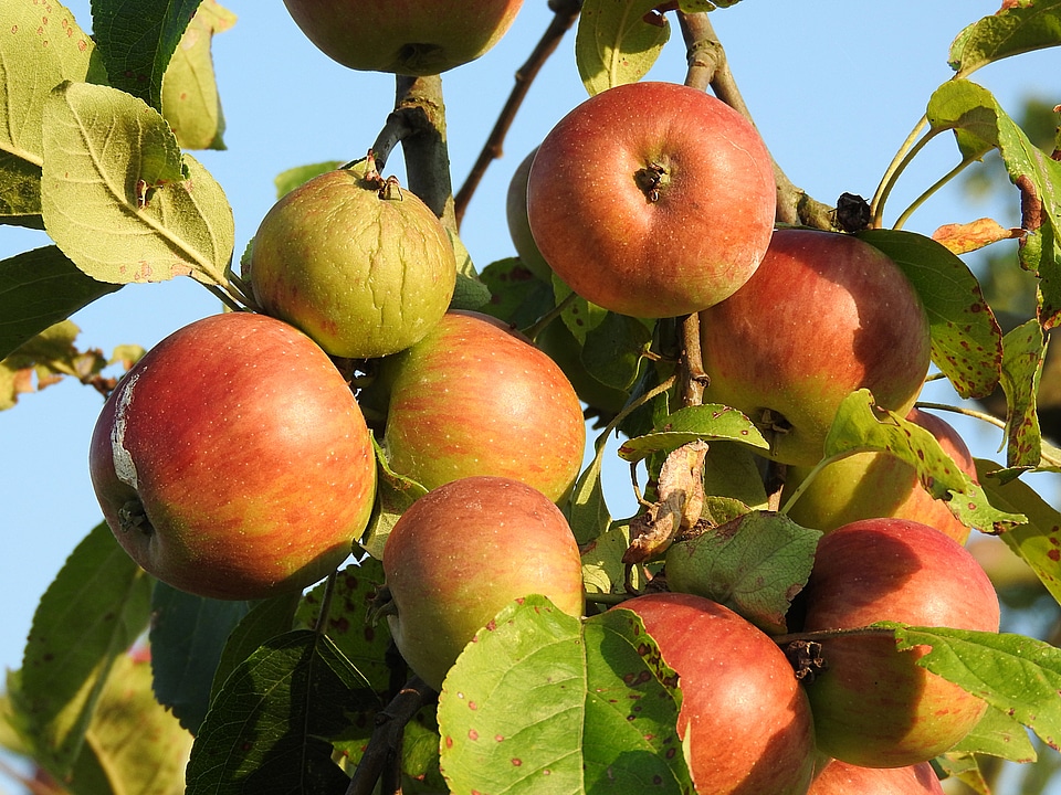 Apple apple tree Free photos