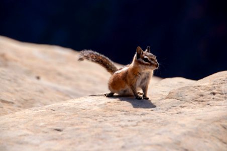 Chipmunk, Zion National Park