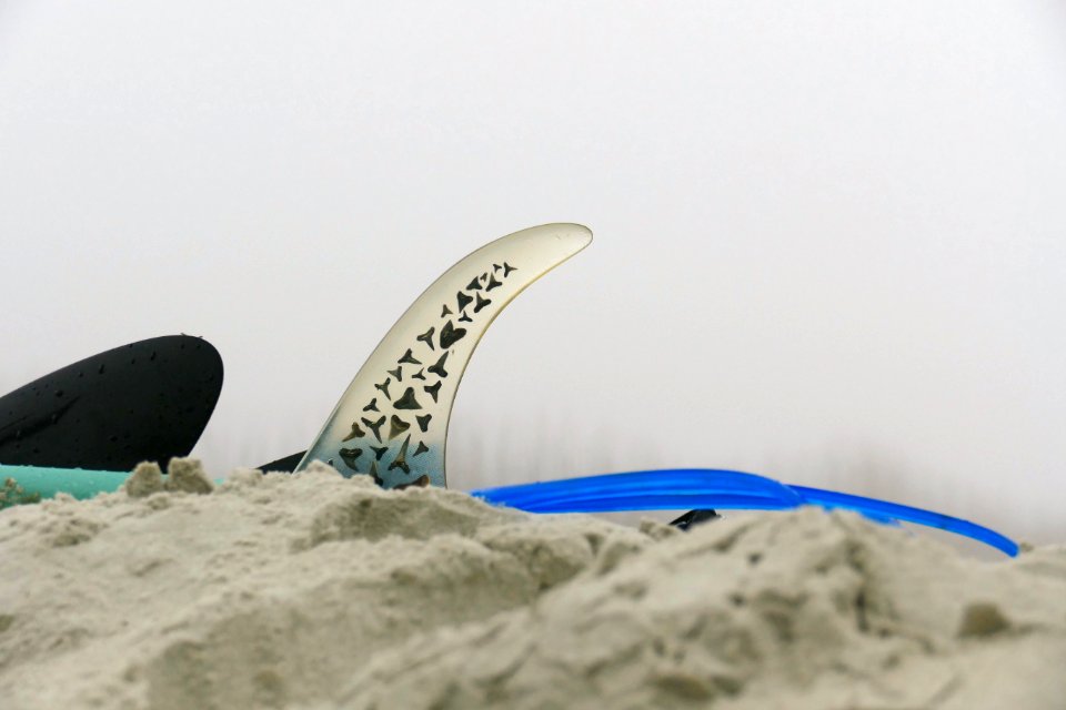 Shark toothFin- P1880372