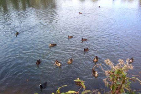 Duck Water Ballet