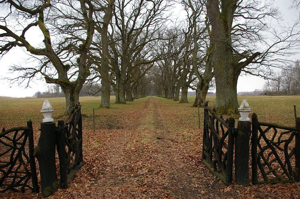 Gates oak trees opening