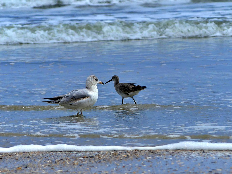 SEAGULL & WILLET-P1800602