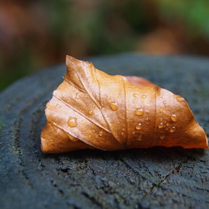 Tree stump nature autumn
