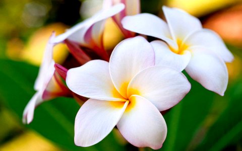 Amazing White Plumeria Flowers