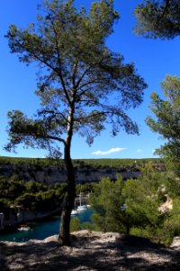 Stéphanie Baumard-arbre-cassis
