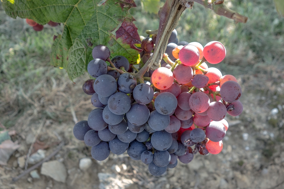 Harvest fruit plant