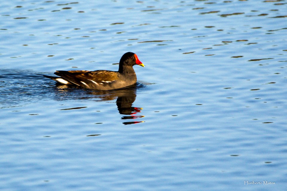 Galinha-de-água (Gallinula chloropus)