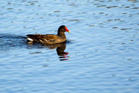 Galinha-de-água (Gallinula chloropus)