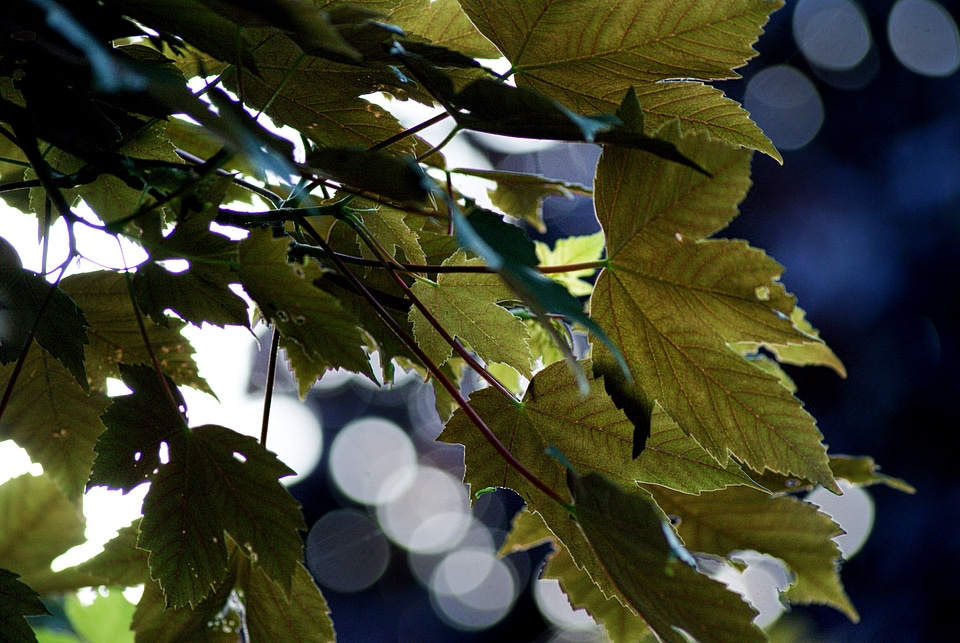 Wind blue light