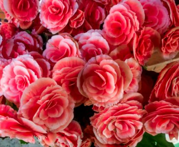 Salmon Rose