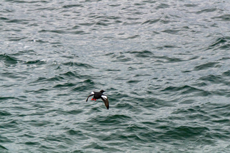 Pigeon Guillemots