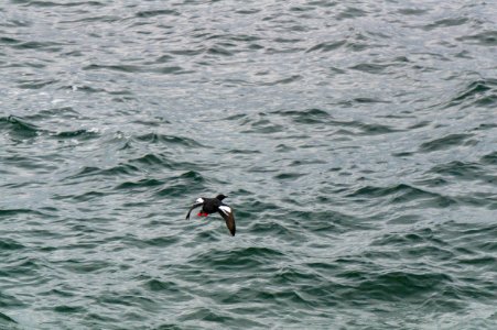 Pigeon Guillemots photo