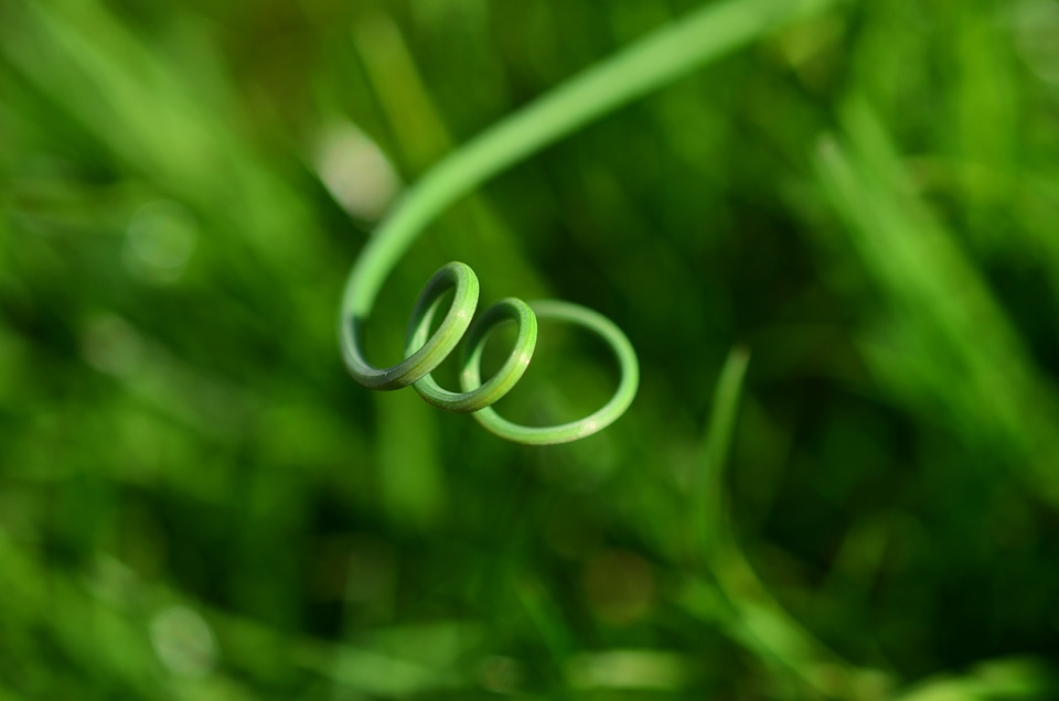 Green meadow close up