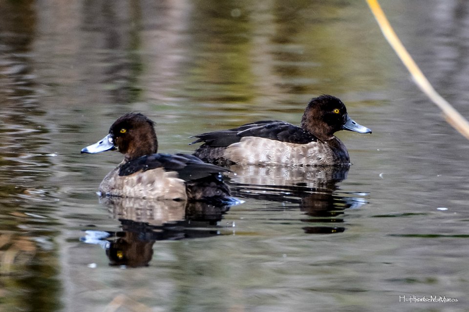 Negrinha (Aythya fuligula)