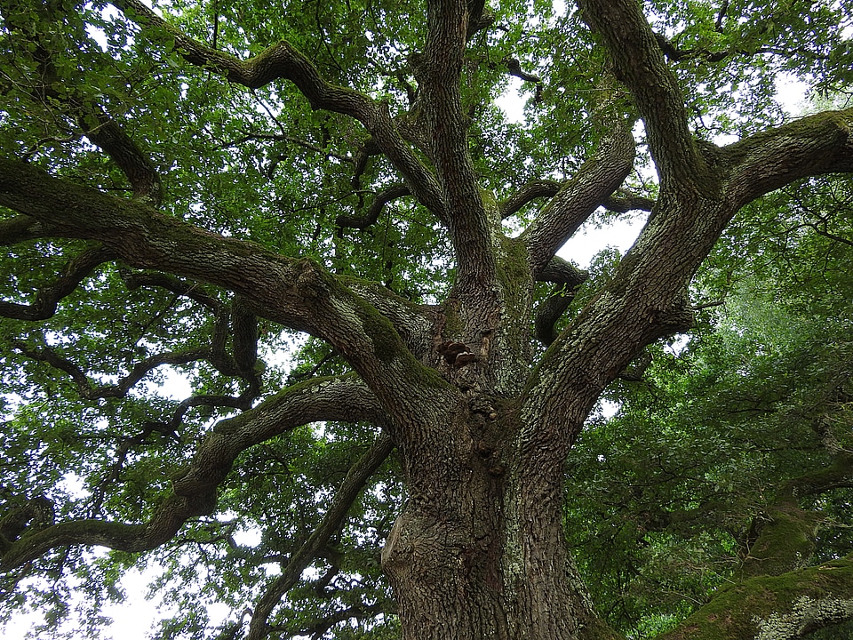 Oak old oak aesthetic