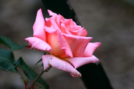 La belle rose photo