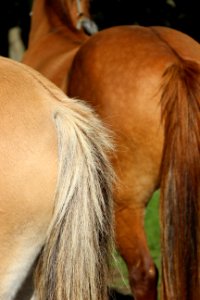 CAMILLE MORENOS - Culs de chevaux