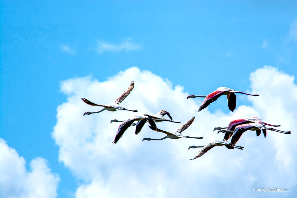 Flamingo (Phoenicopterus roseus)