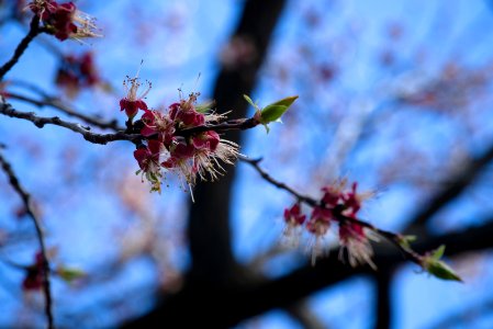 cold snap left me with no apricot flowers photo