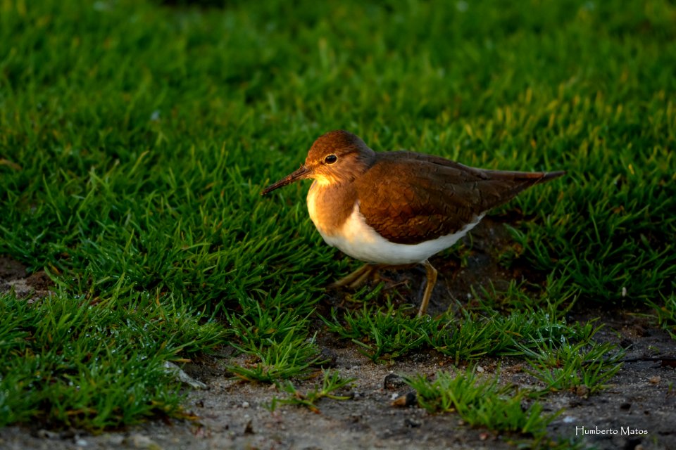 Maçarico-das-rochas (Actitis hypoleucos)